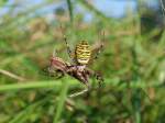 Spinne bei ...  Andreas Axmann 19.08.2010