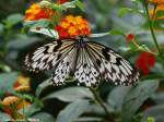 Schmetterling Haus ...  Andreas Axmann 10.01.2010